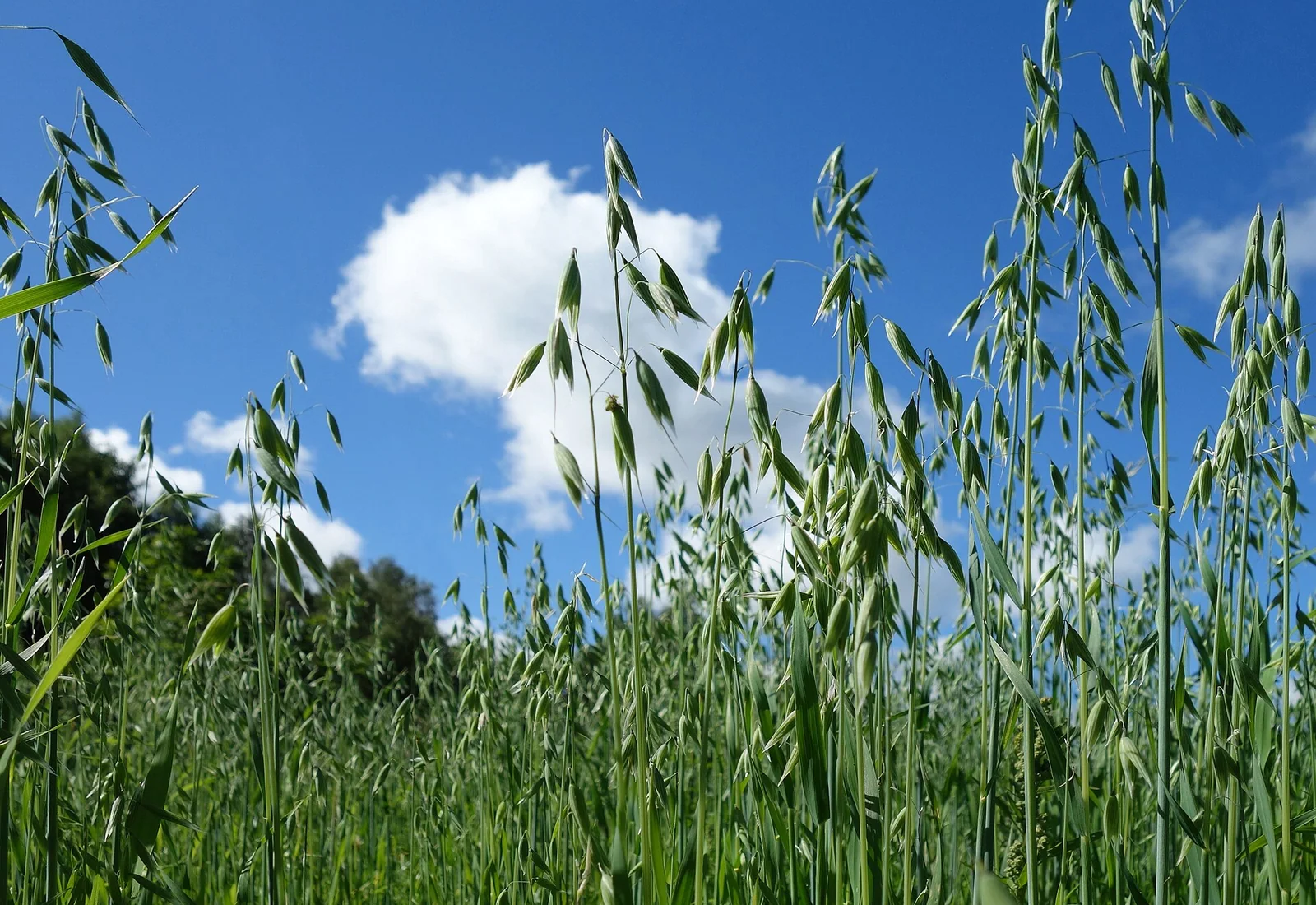 Österreichische Landwirtschaft mit Acker und Grünland